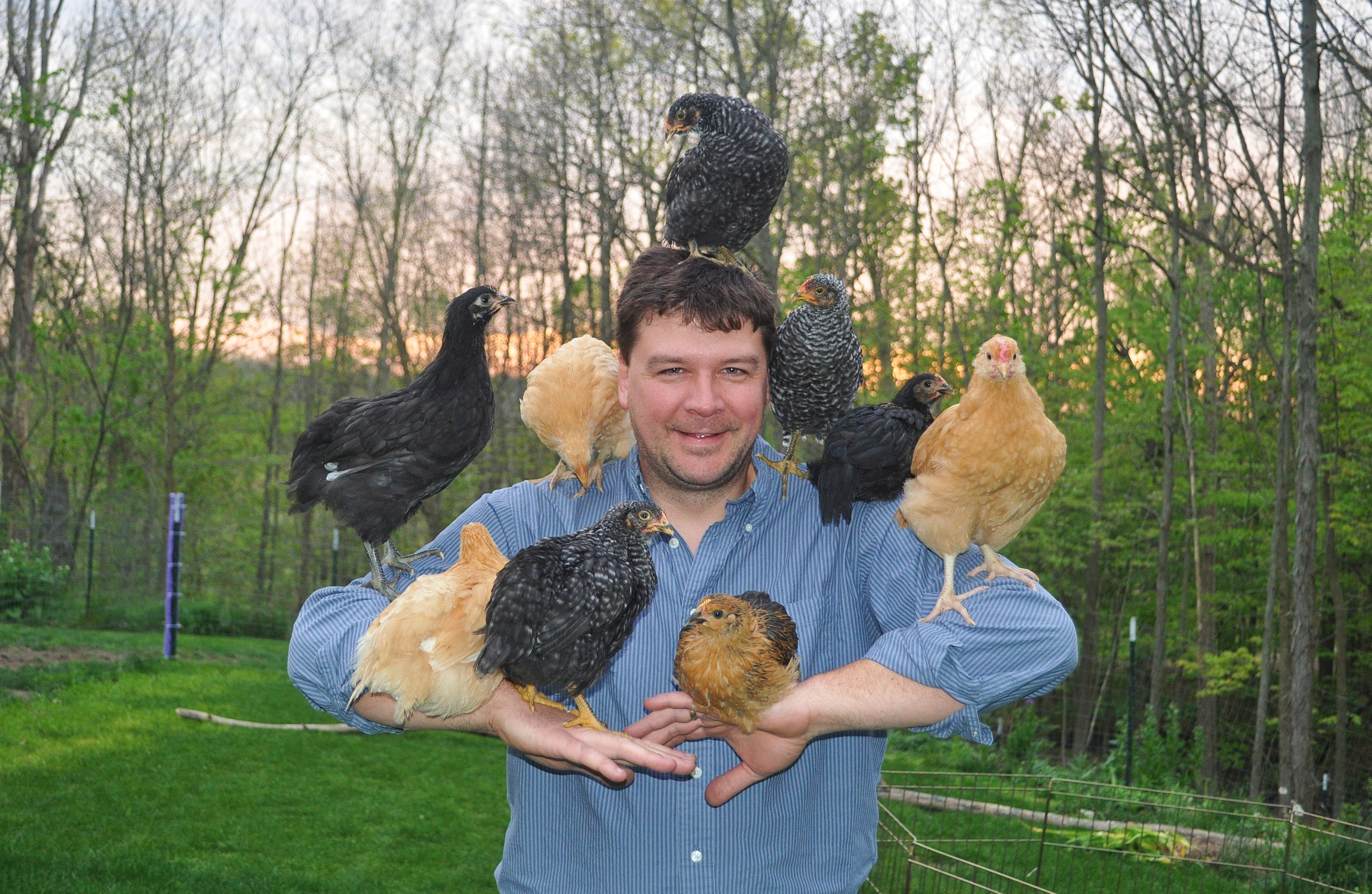 Chicks were only 6 weeks old here.