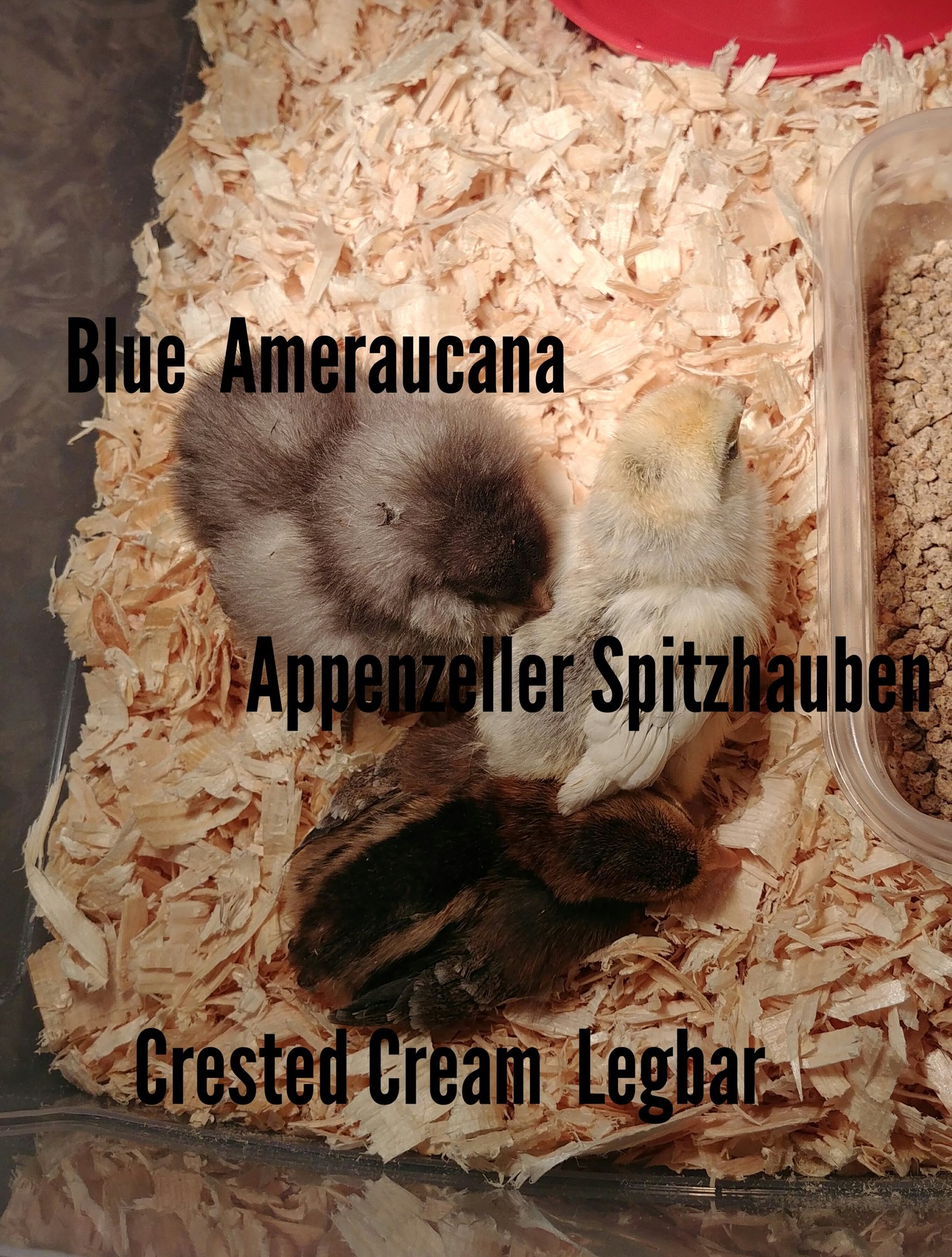 Chicks With Breed Names