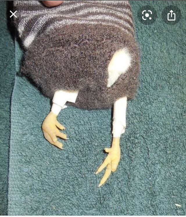 Chicks with splayed legs