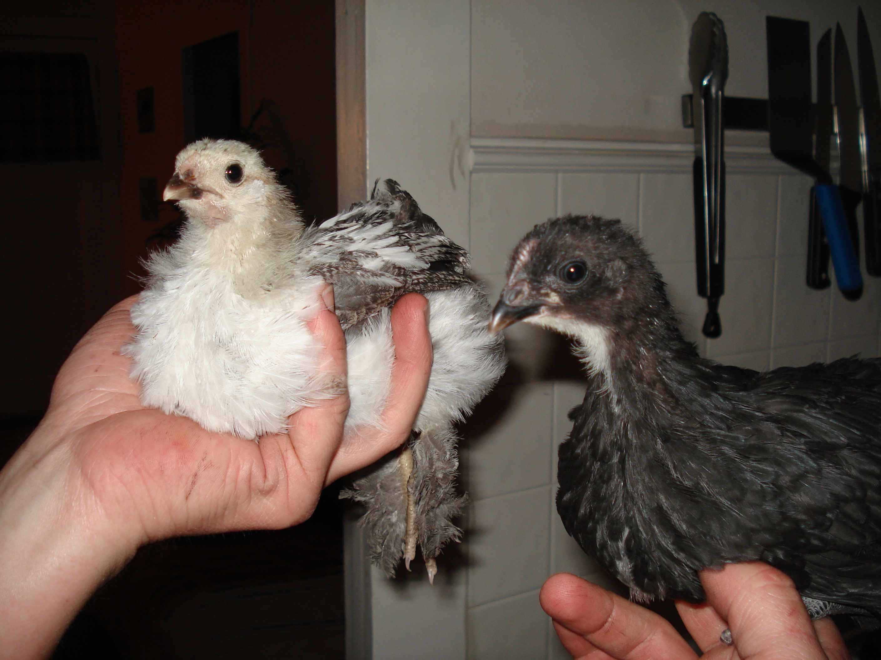 Chicks!