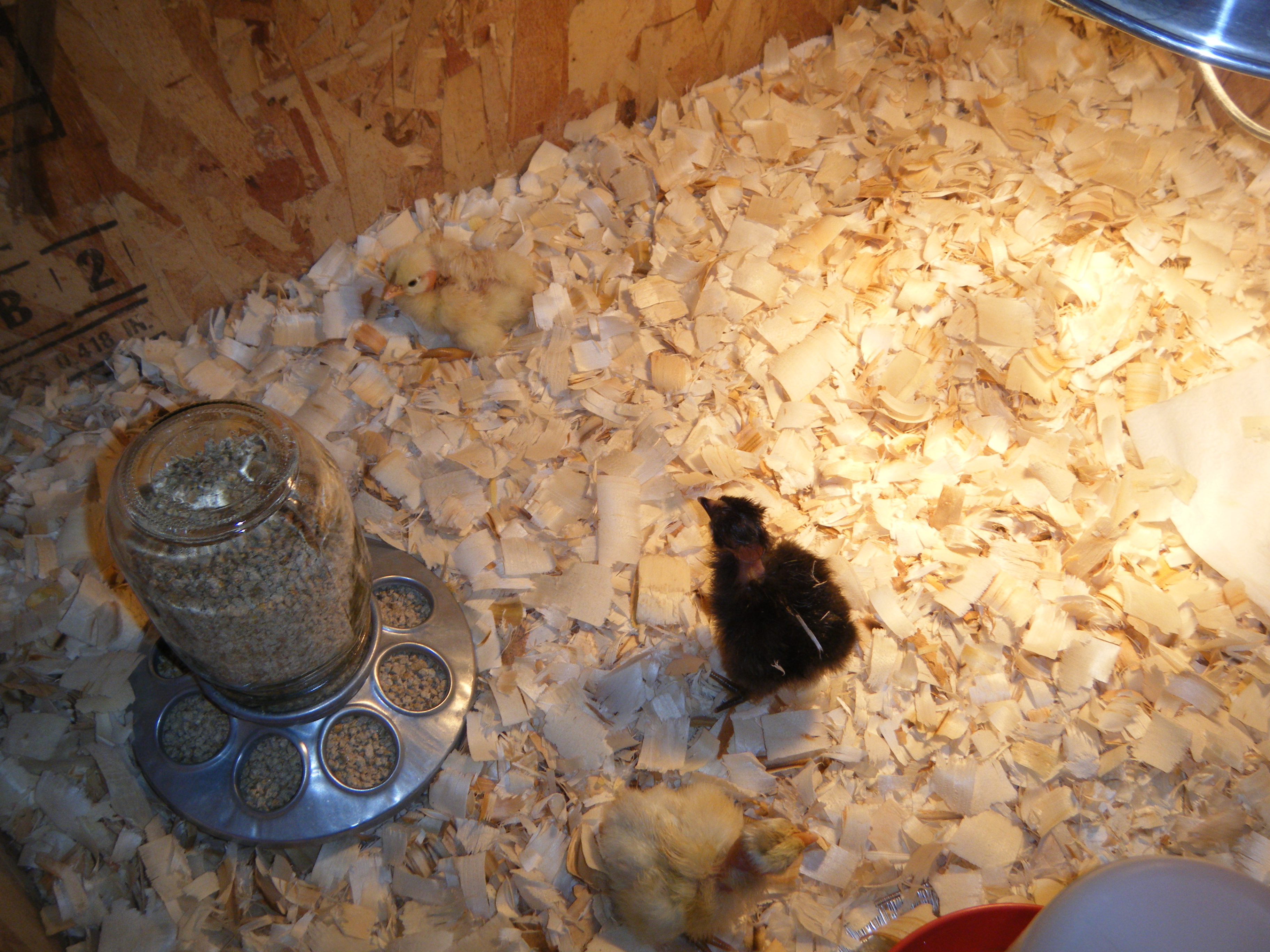 chicks