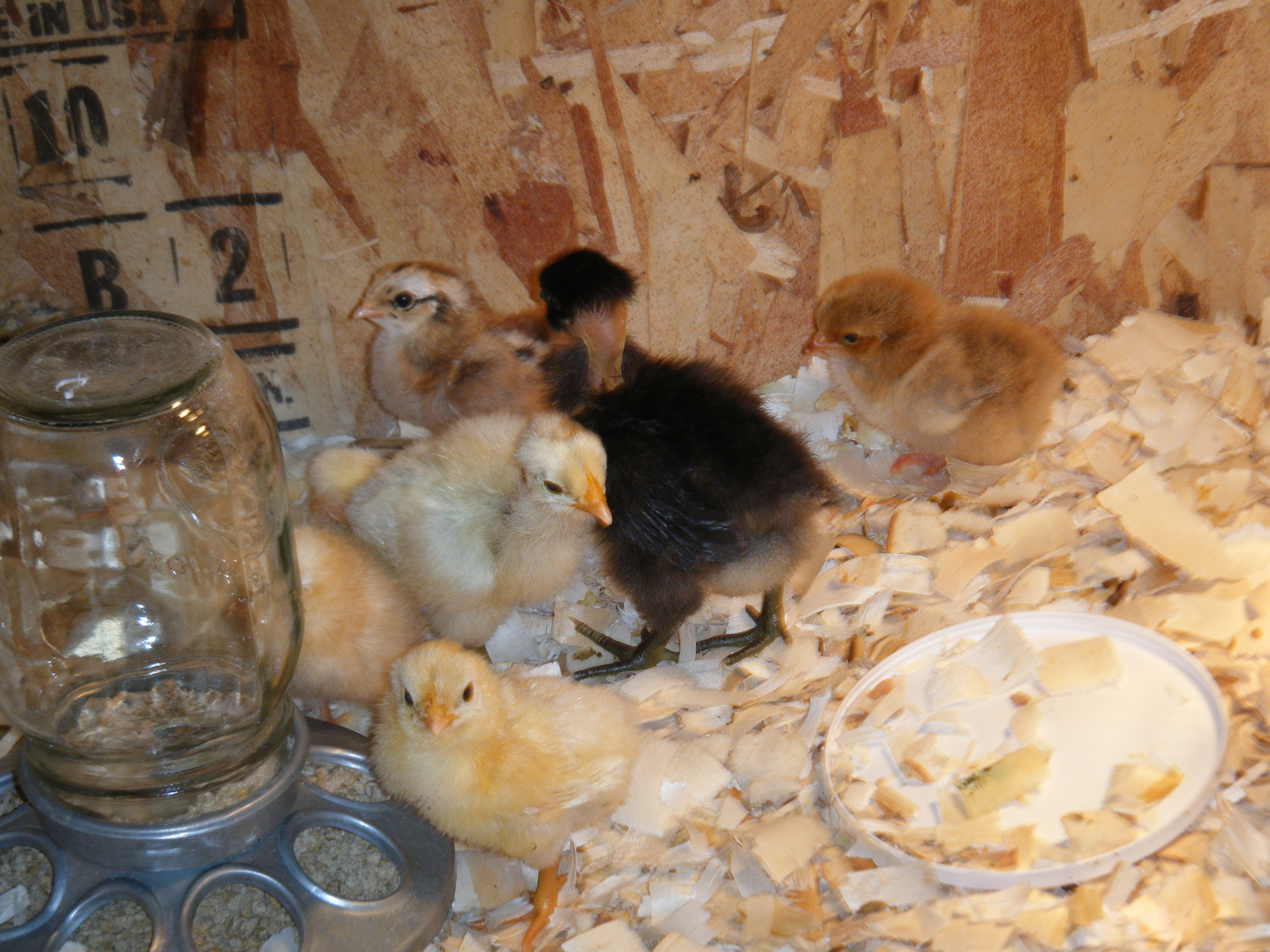 chicks