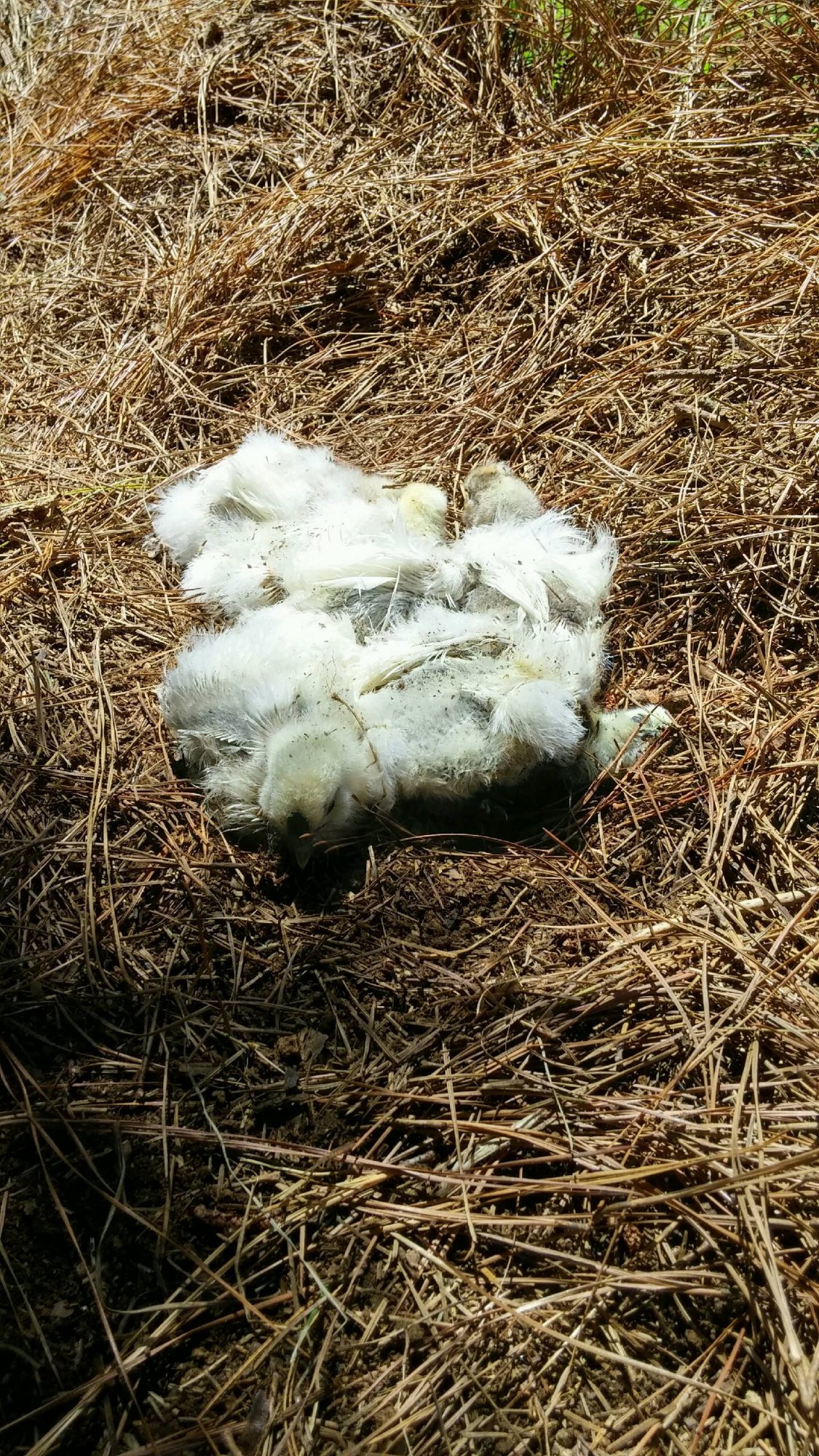 Chicks