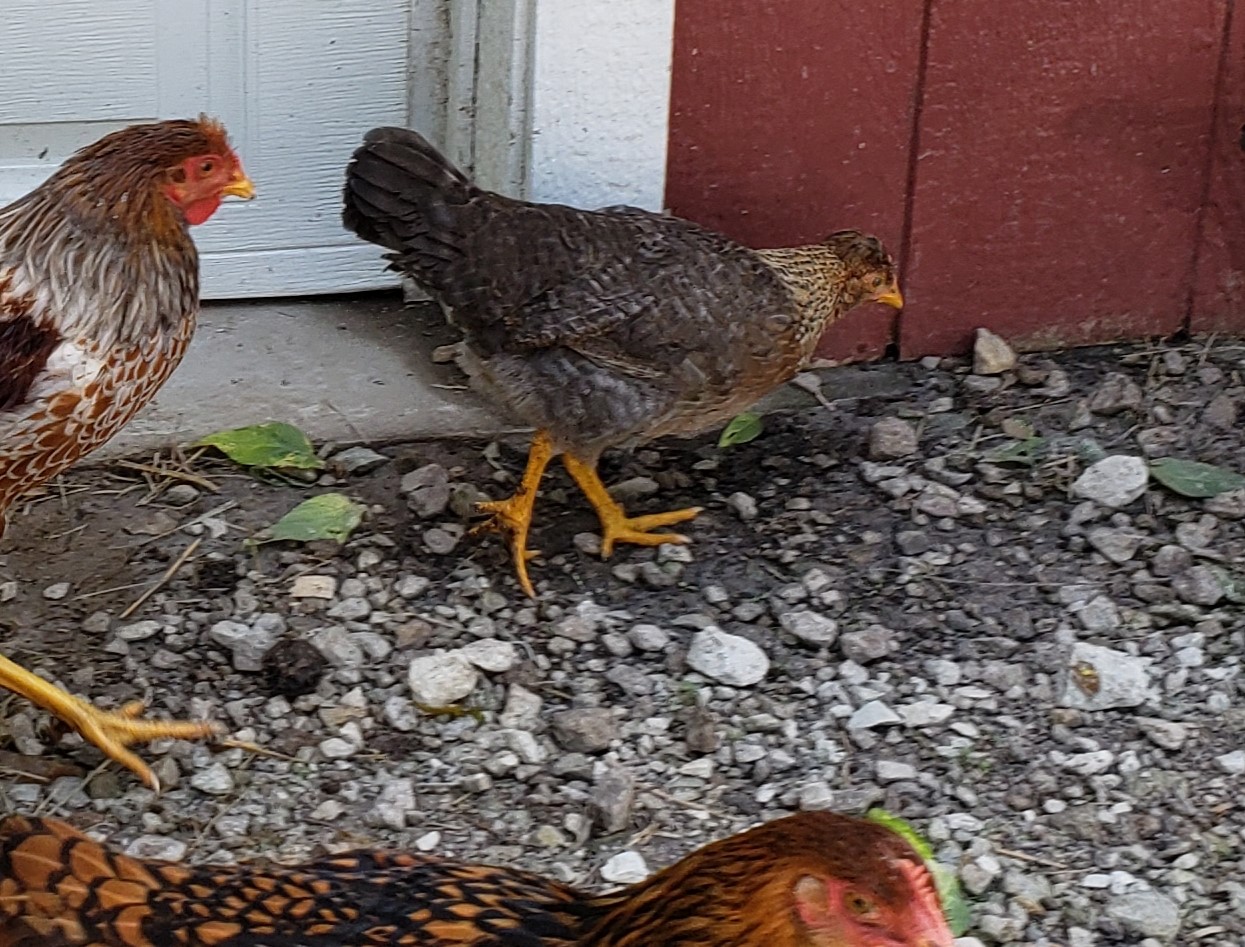 Chicks