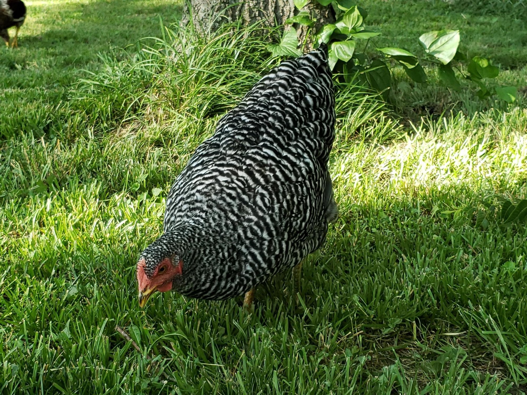 Chicks2