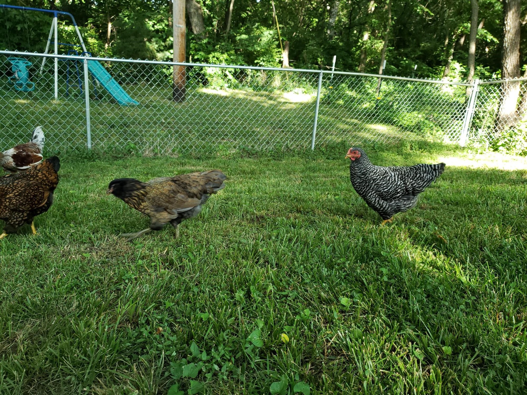Chicks3