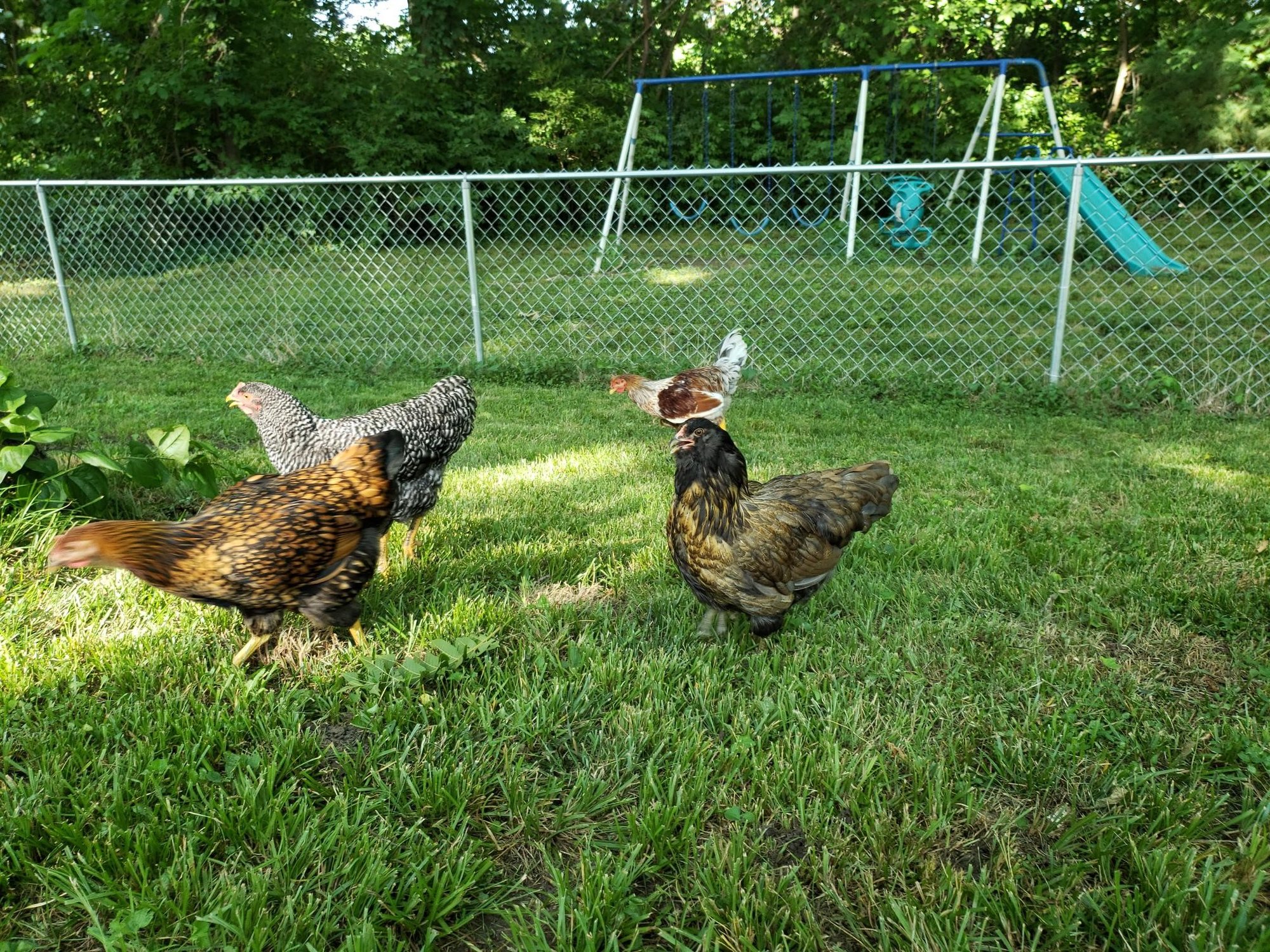 Chicks4