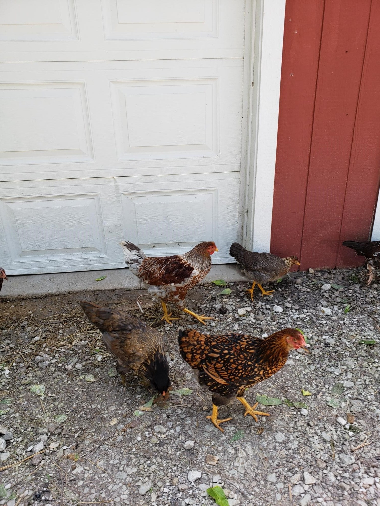 Chicks5