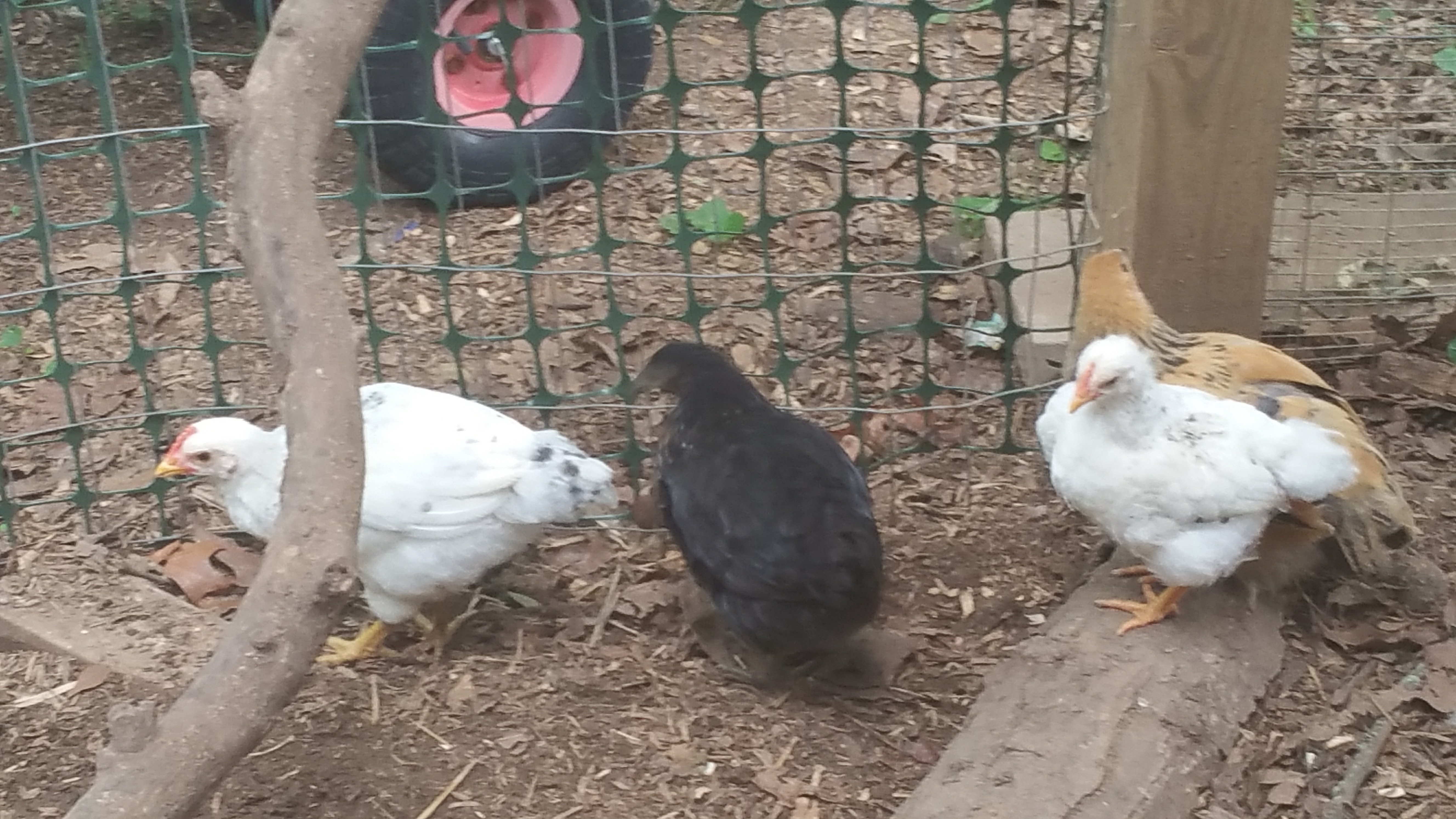 Chicks7wks
