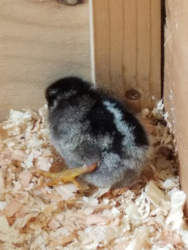 Chicks_dayone_badleg