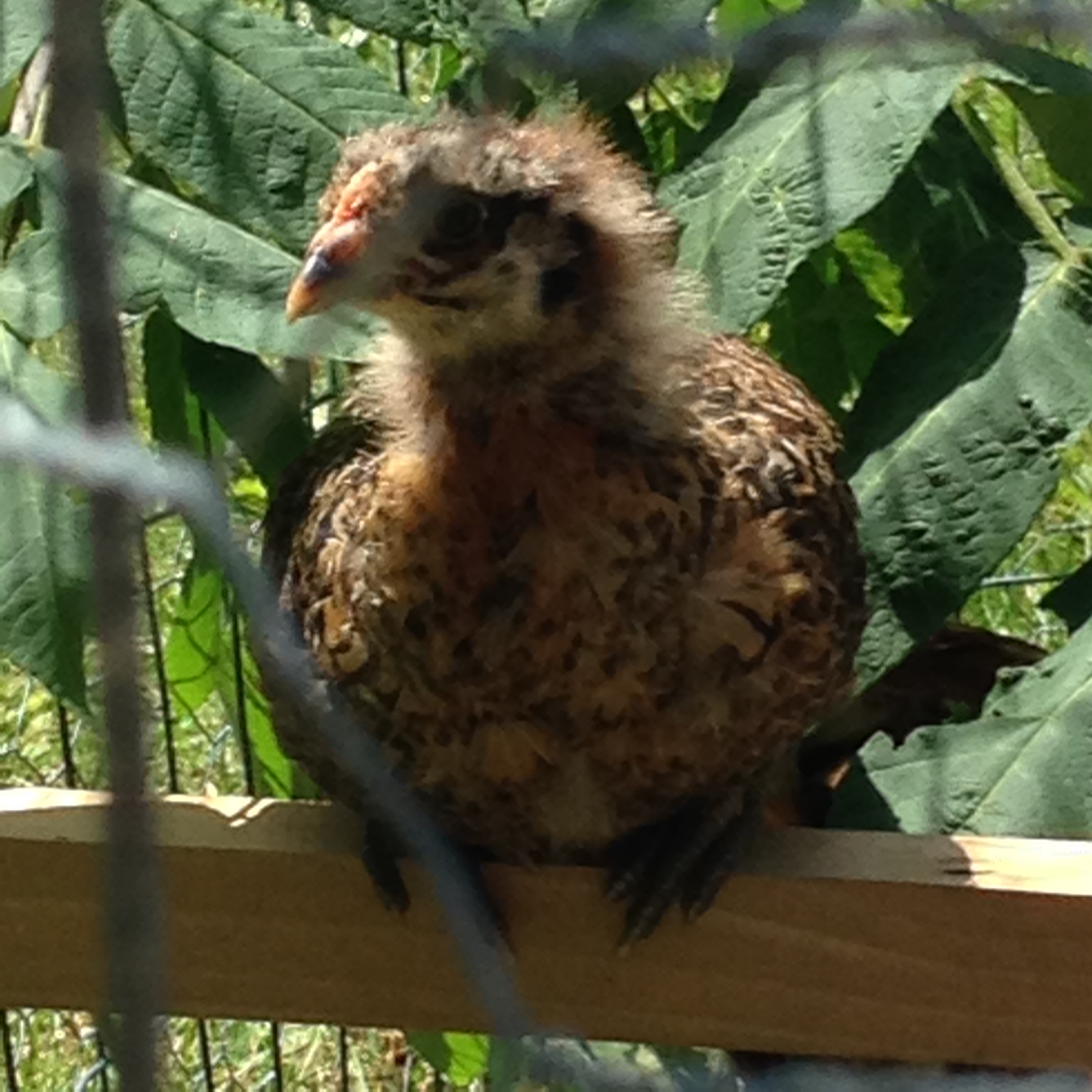 Chicksee... a domineering gender bender!!! Uhm, I think its a mean Roo.