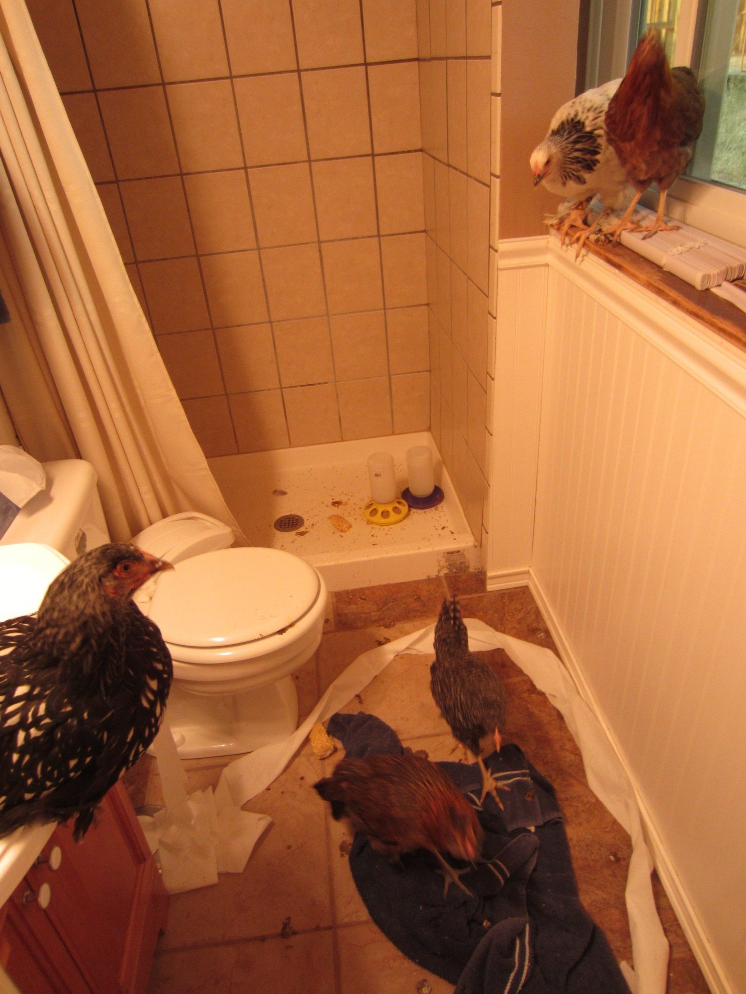 Chicksinbath2