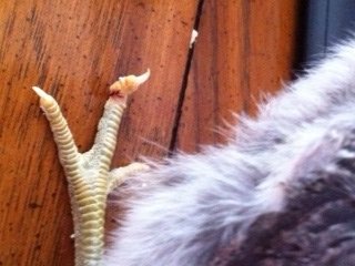 chicktoe