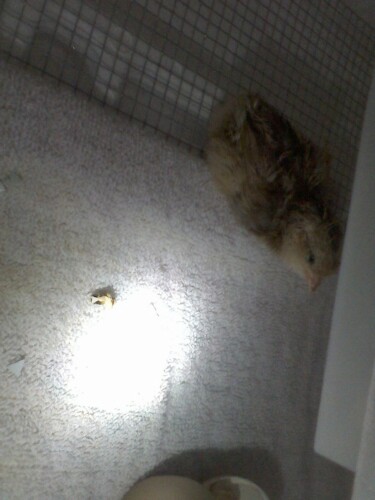chicky #2 1-31-2012