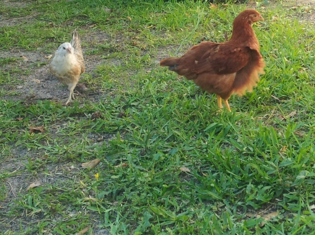 Chicky and Ginger