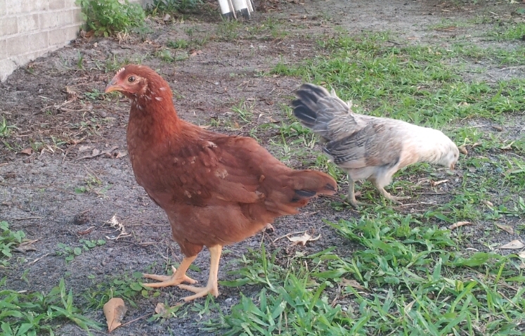 Chicky and Ginger