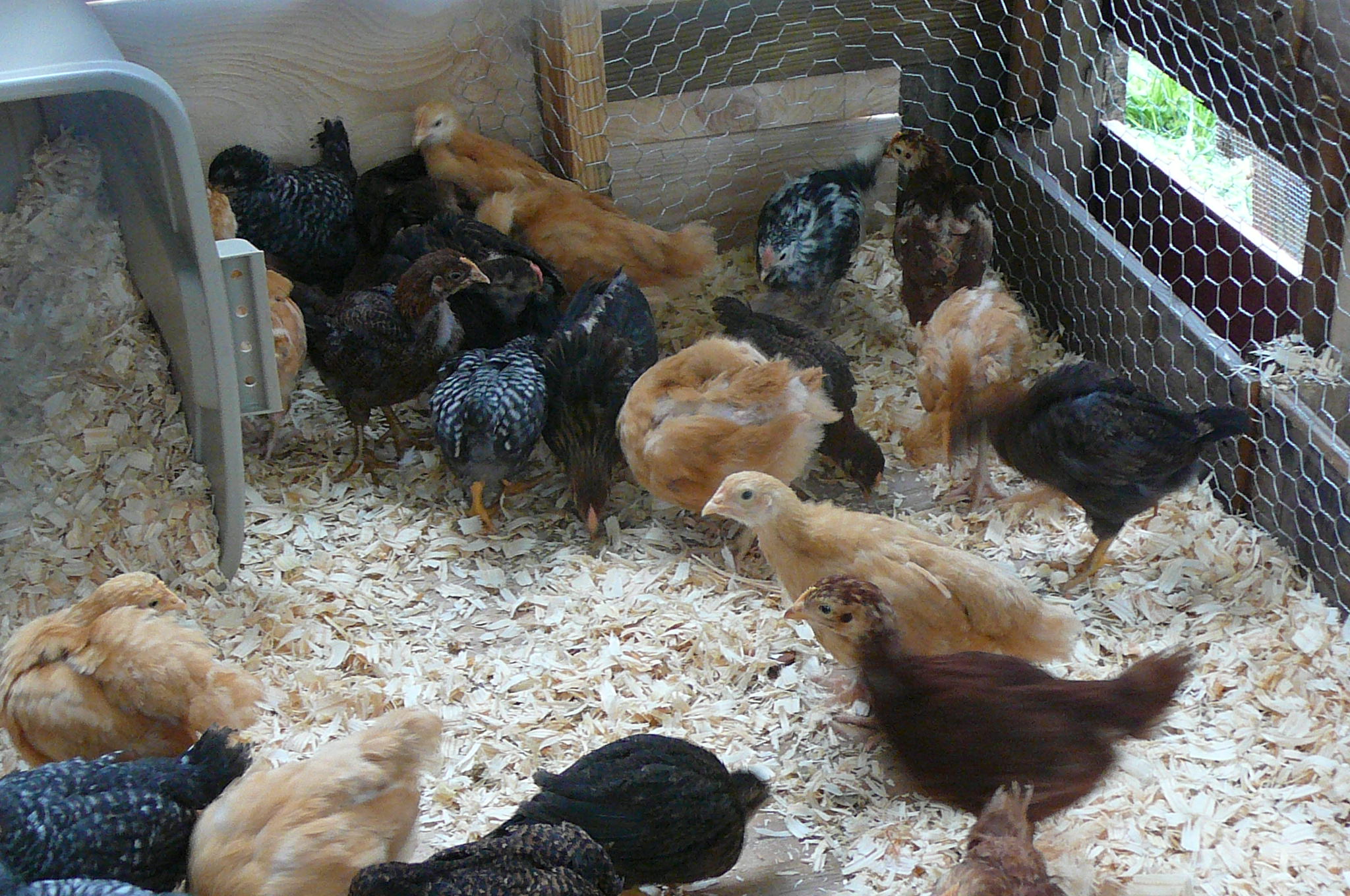 Chicky Babies getting used to the new diggs.
5/21/12