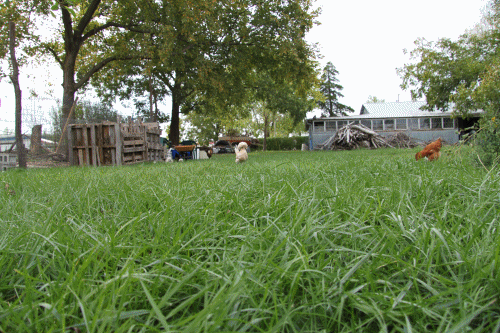 Chicky Gaga comes when she's called.