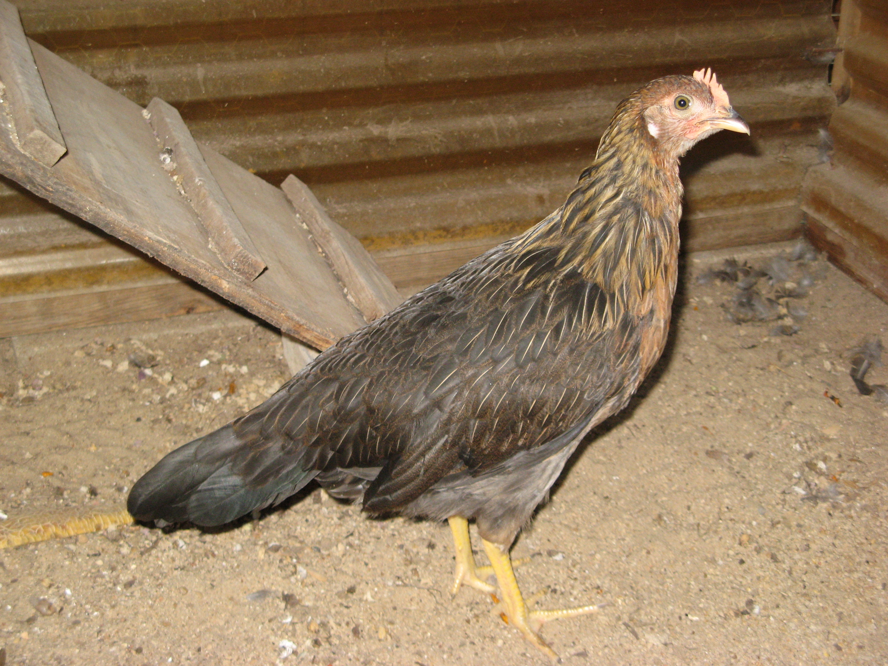 Chicky Girl at 2 months of age.  Supposedly Ameracauna but really an EE.  And supposedly a pullet - waiting to see for sure.