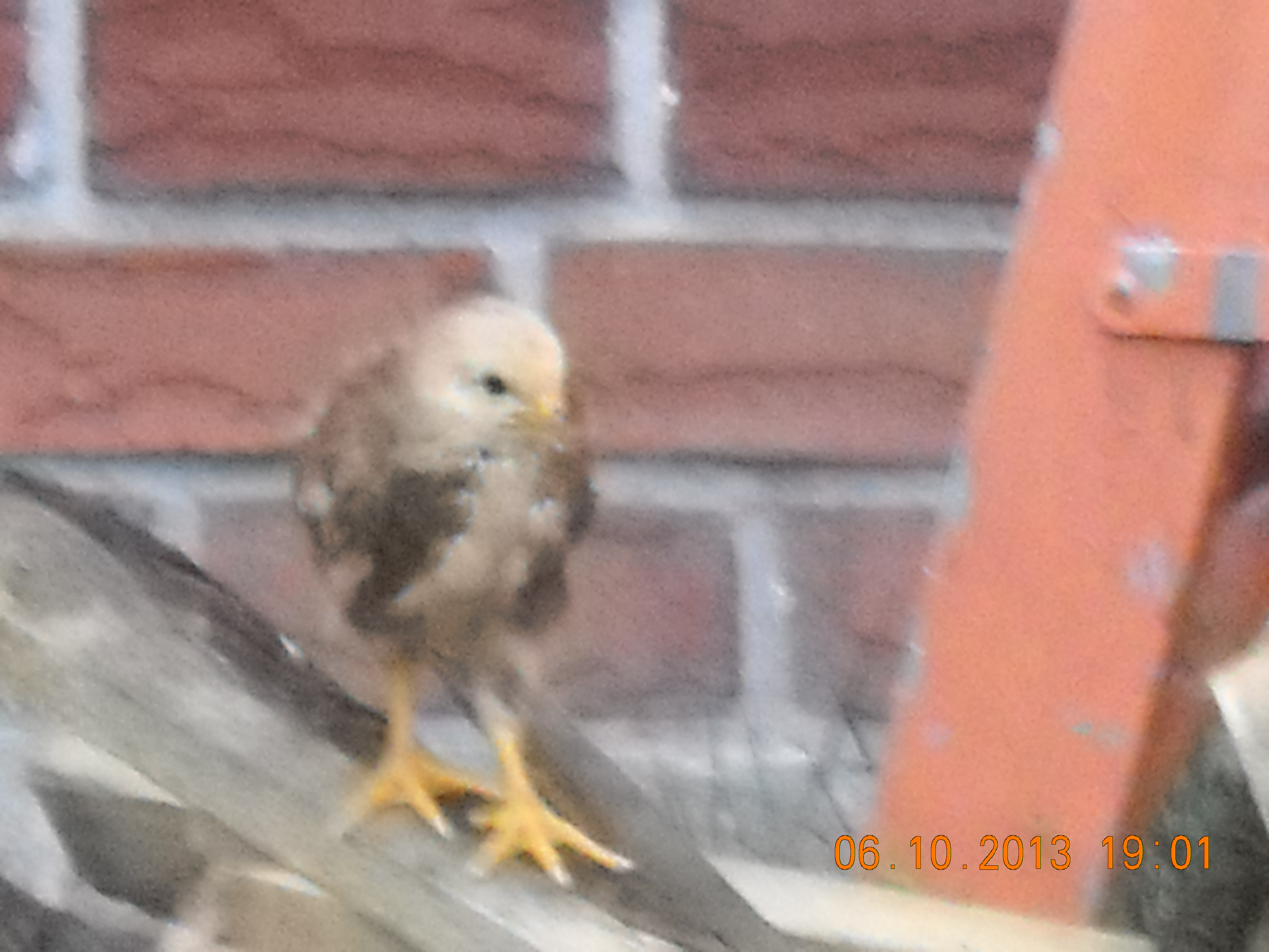Chicky on my wood pile.