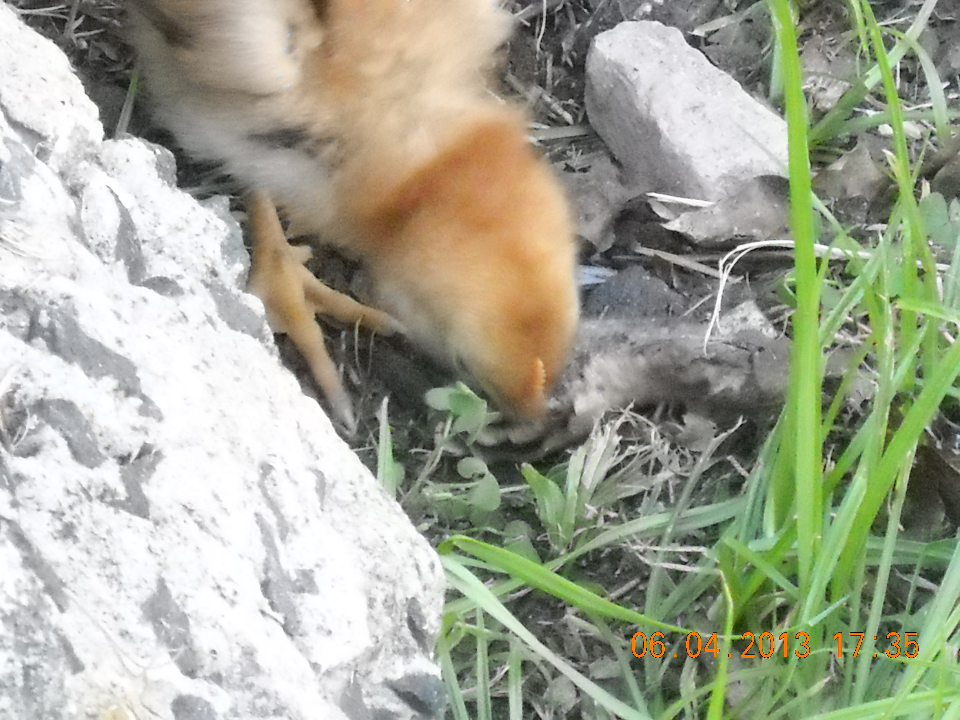 Chicky on the hunt.
