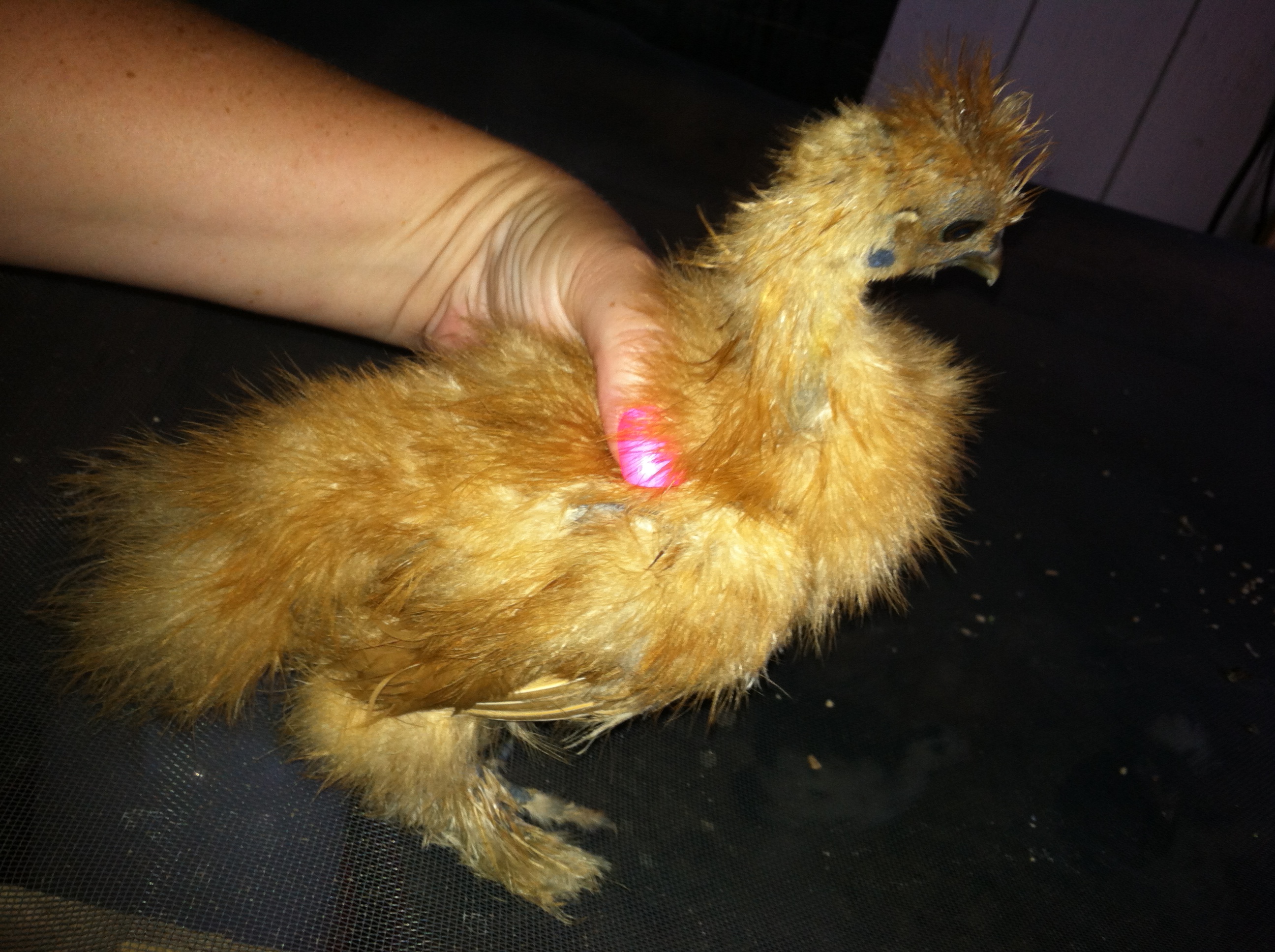 Chicky Poo- Hen