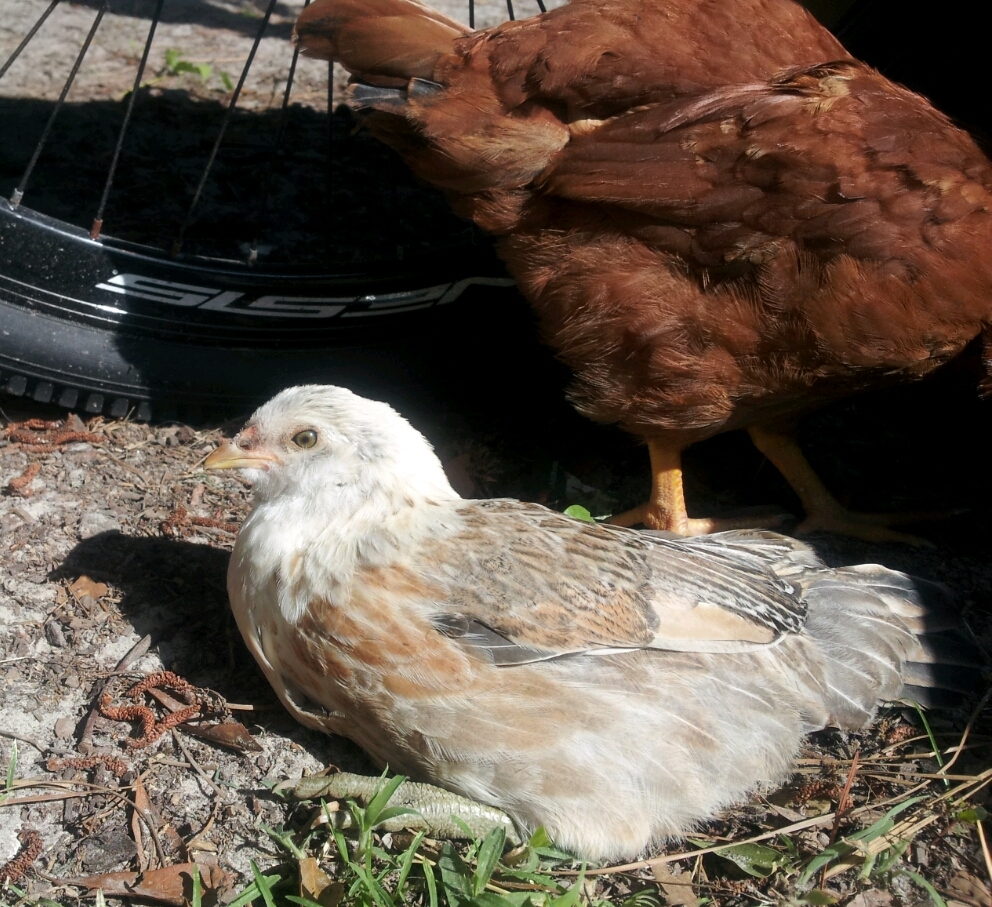 Chicky