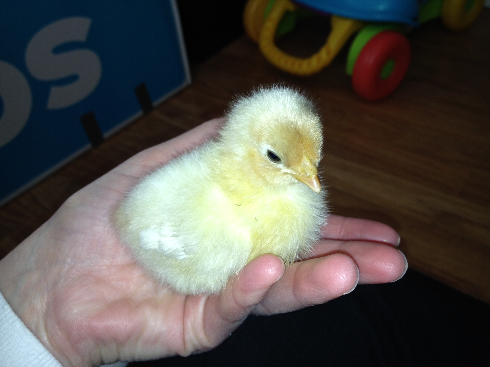 chicky1.JPG
