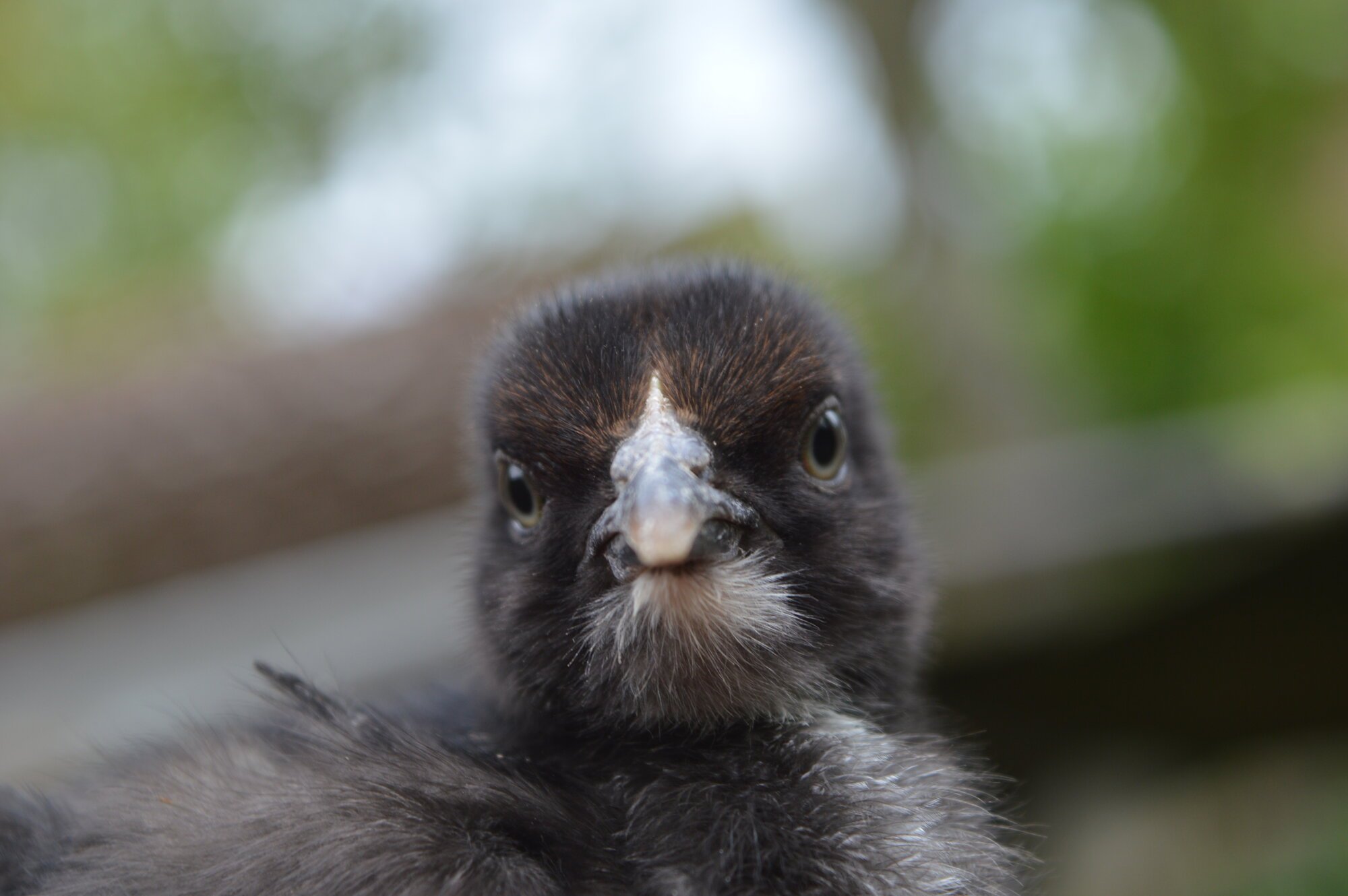 Chickygoose