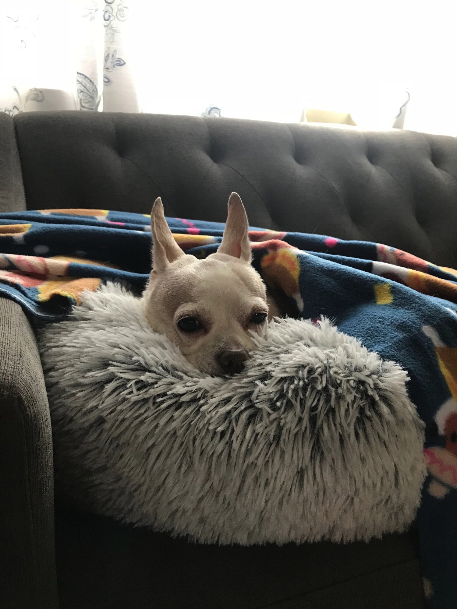 Chihuahua in fur