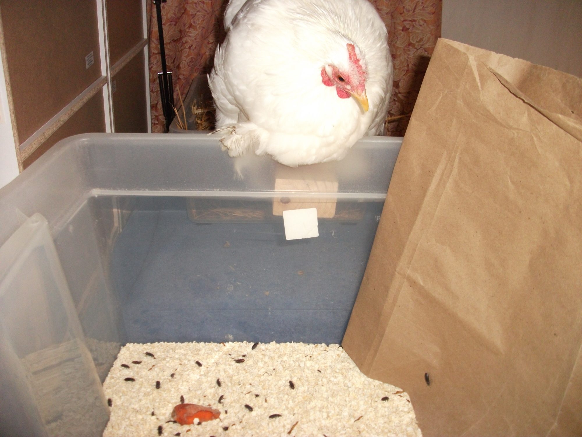 Chilli "helping" harvest mealworms.  This is heaven for one little chook, at least.