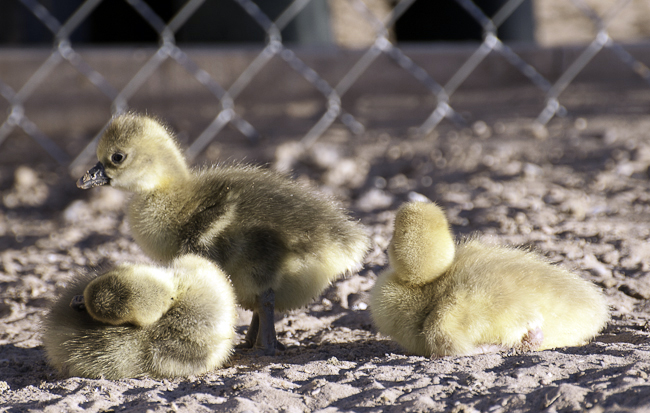 Chillin' in the Texas sand and sun