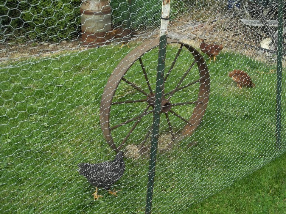 chillin in the yard :)