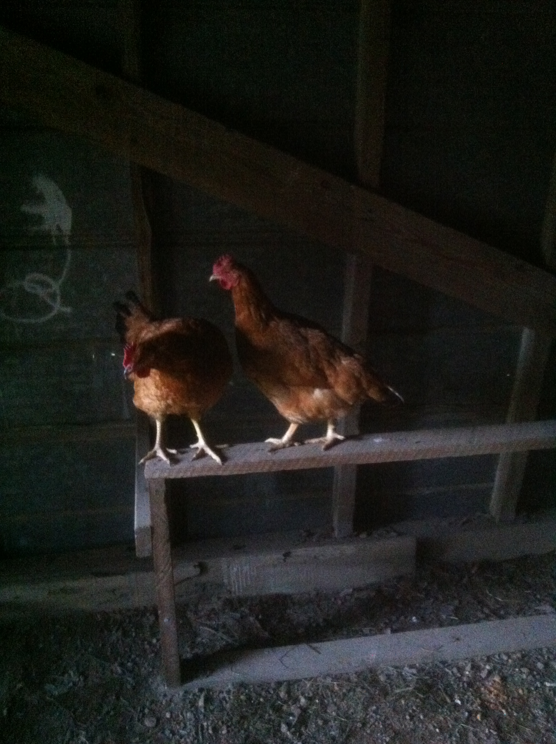 Chillin on the roost