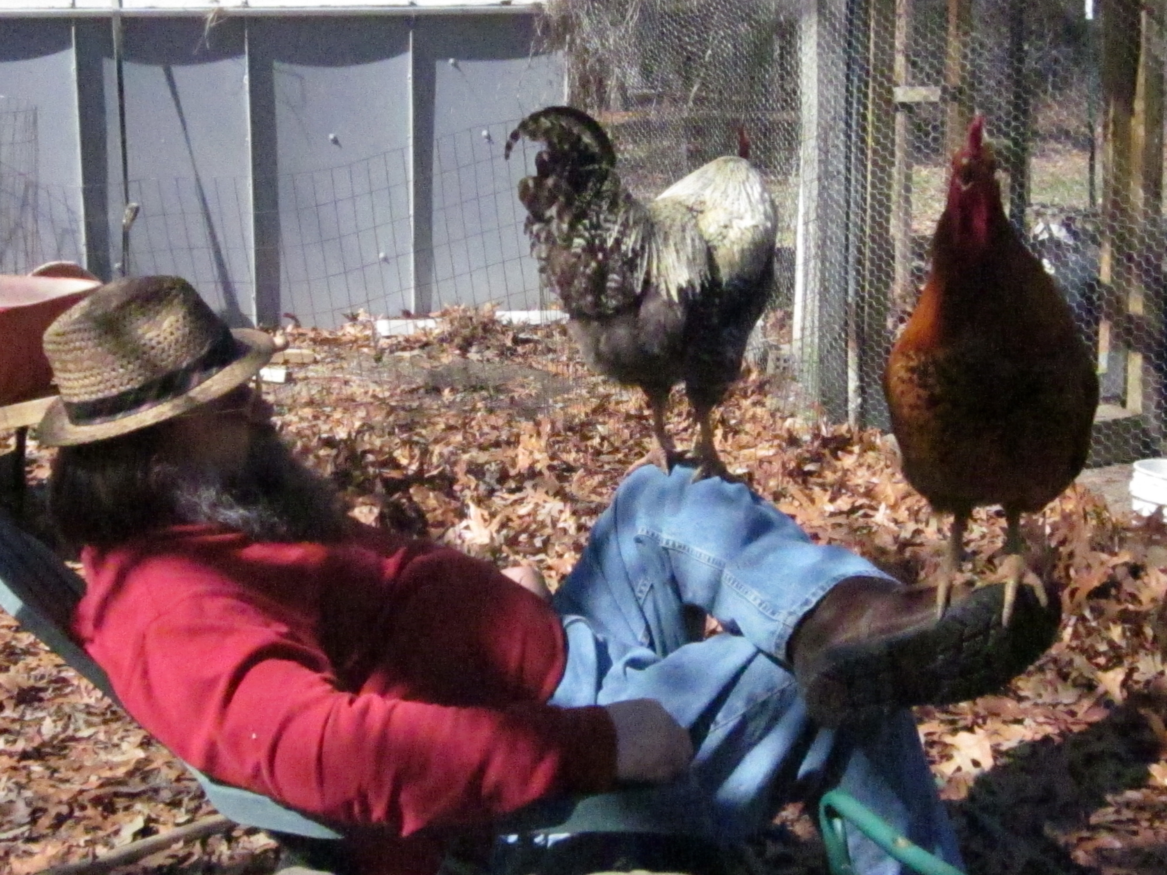 Chillin' with the roosters.