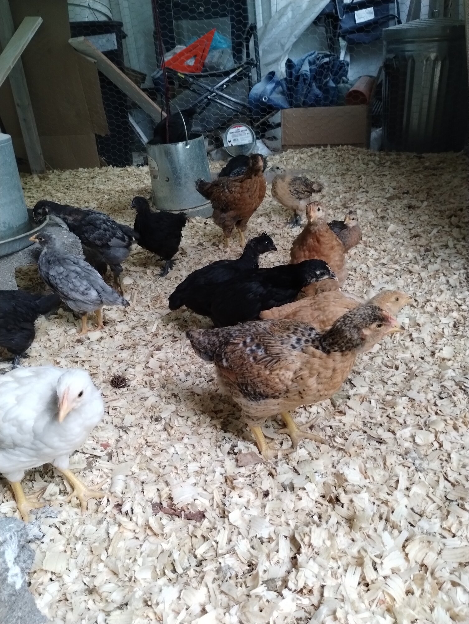 Chilling in the coop