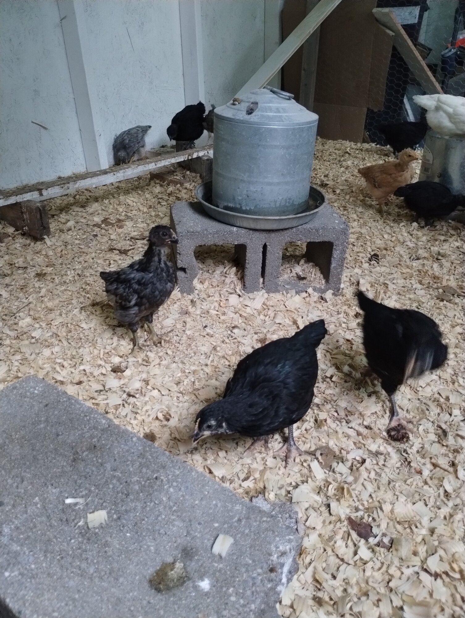 Chilling in the coop