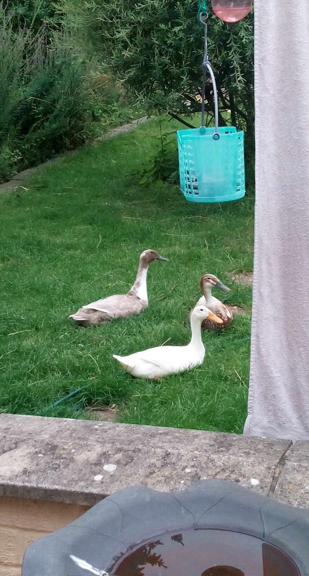 Chilling in the garden