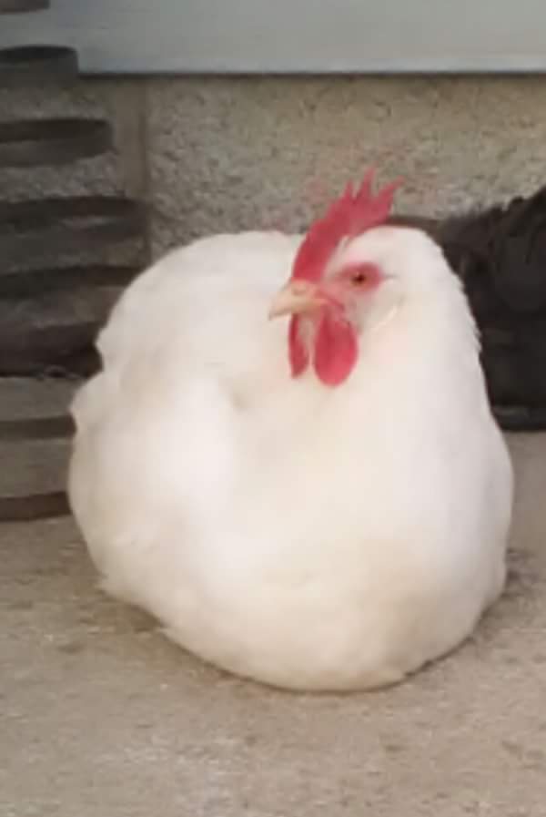 Chilling on door steps