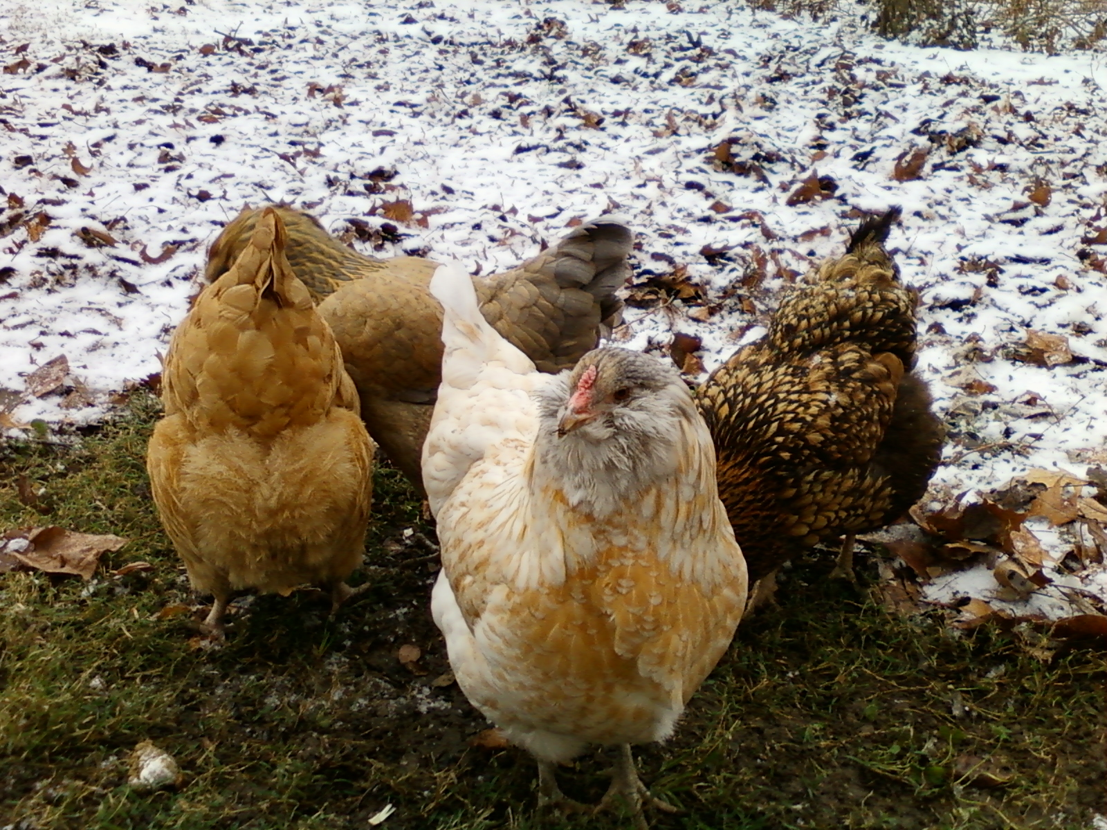 Chilly Chickens