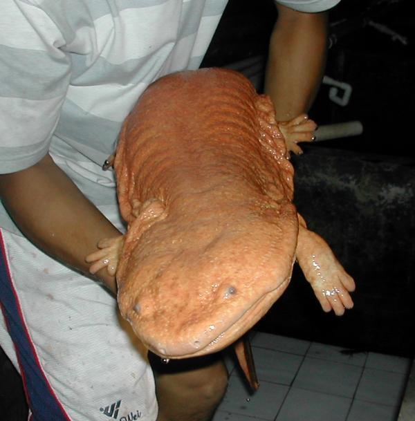Chinese giant salamander