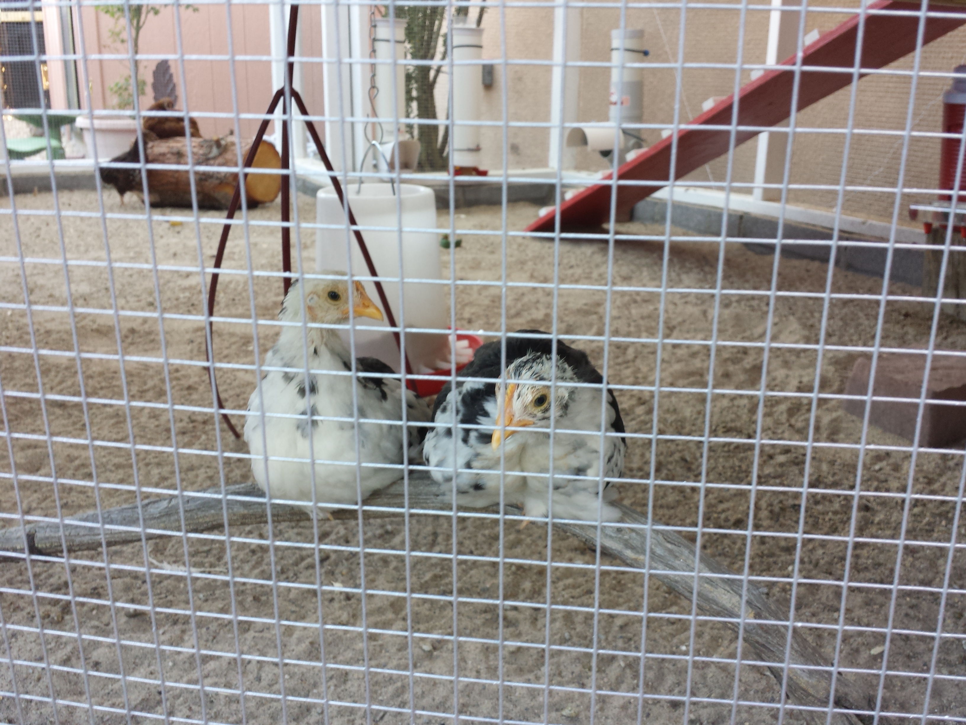 Chip and Checkers are always hanging out together. I found a dead tree branch and put it in the coop for them to sit on