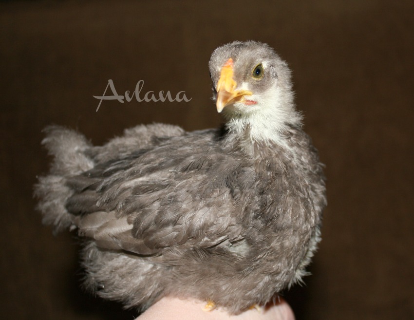 Chip at 4 Weeks. Chocolate Wyandotte Bantam