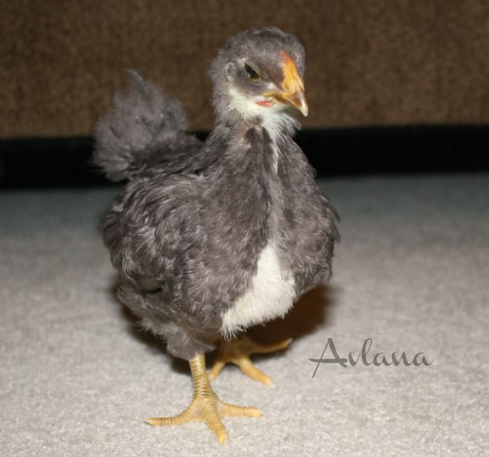 Chip at 4 Weeks. Chocolate Wyandotte Bantam