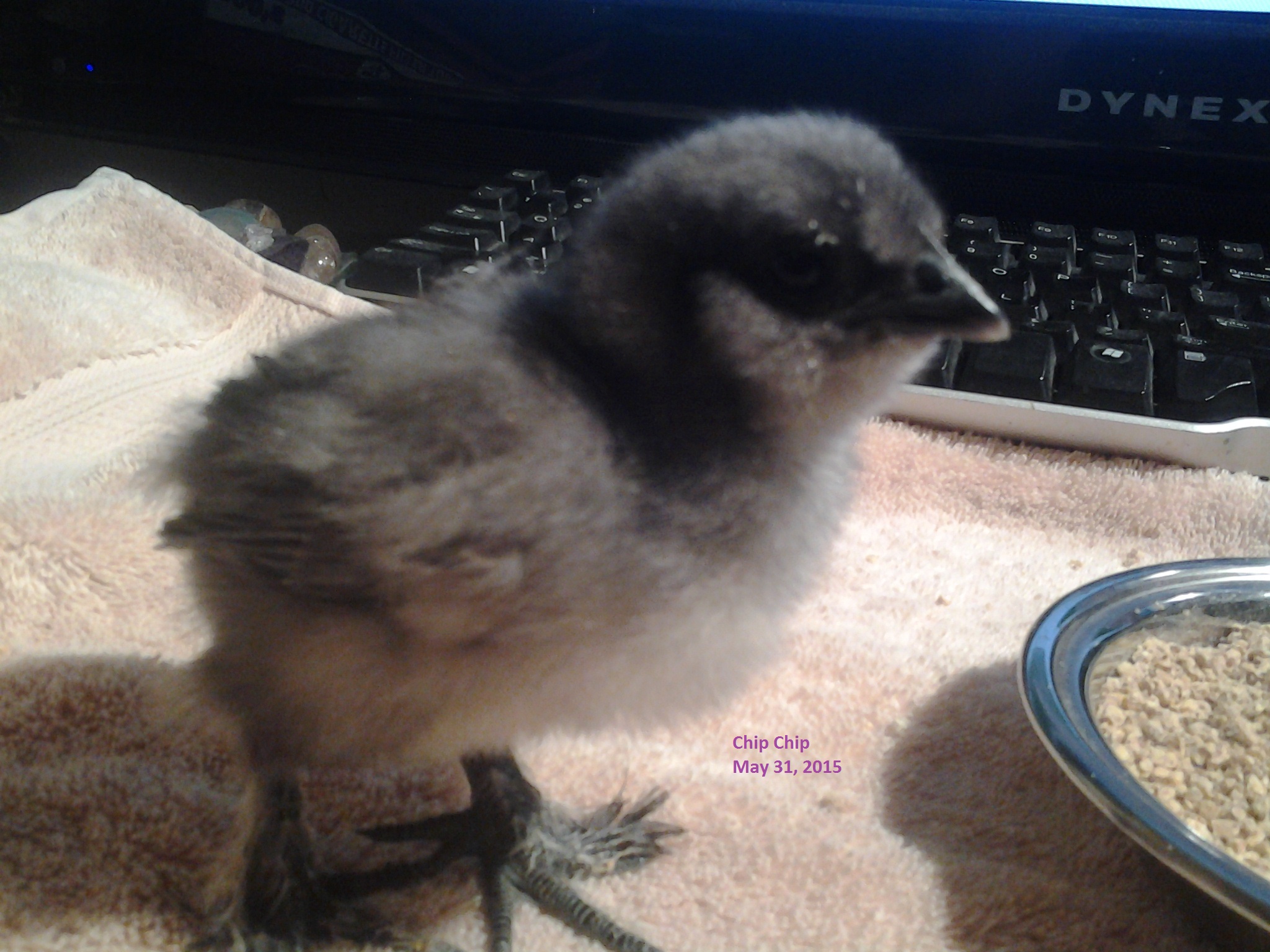 Chip Chip
Blue Silkie