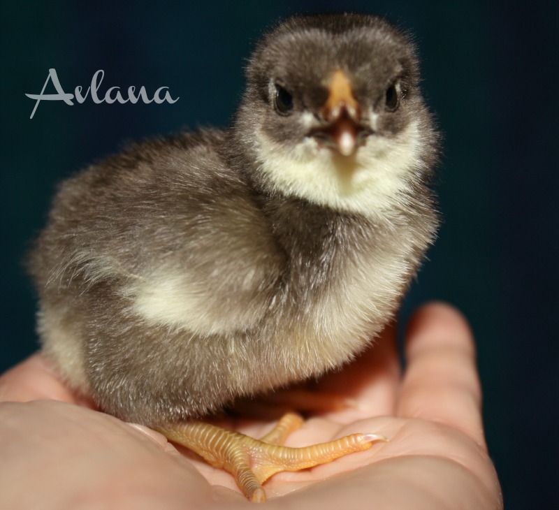 Chip. Chocolate bantam wyandotte.