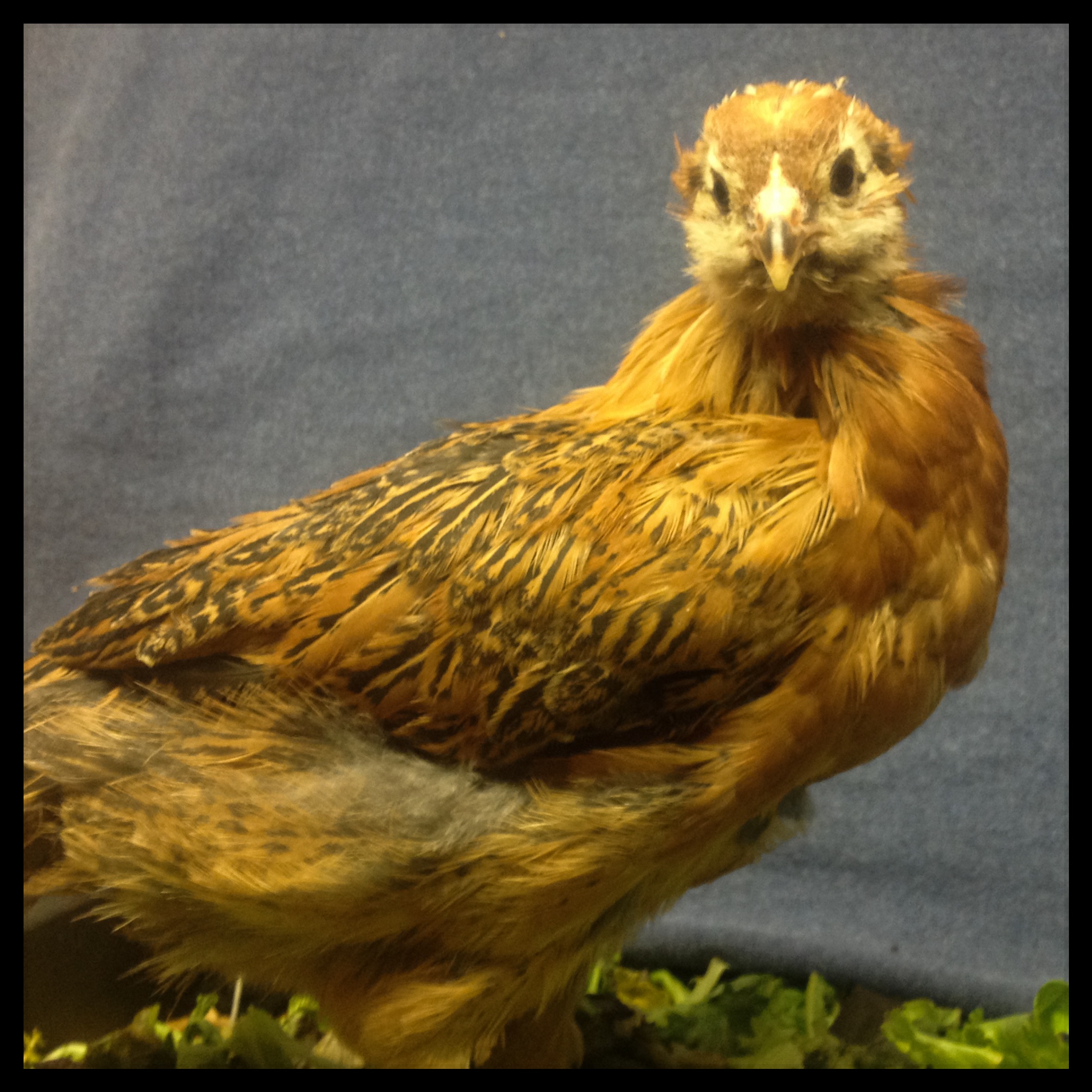 Chipmunk, Ameraucana/Easter Egger