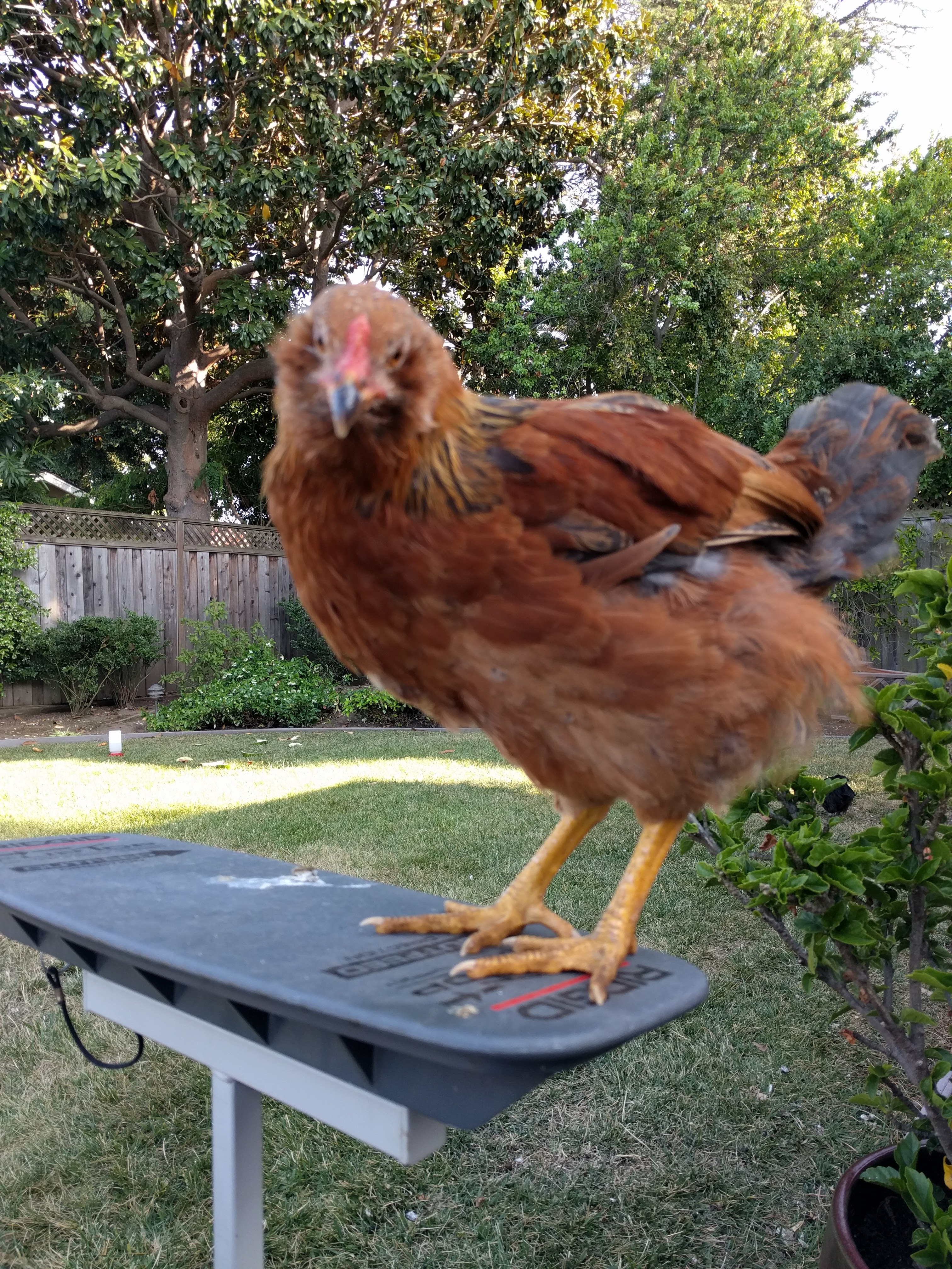 Chipmunk, an Ameri-Flower roo, approx. 2.5 months old