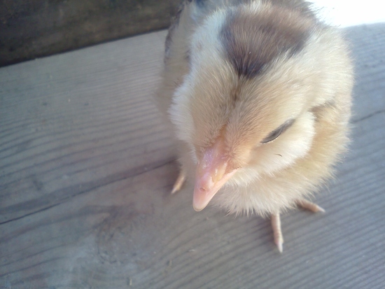 chipmunk chick close up