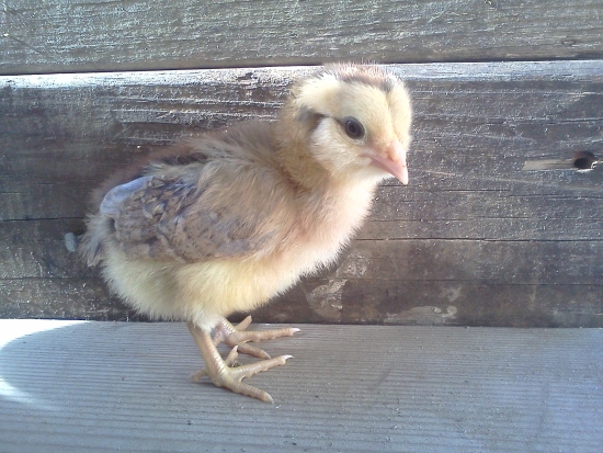chipmunk chick side view